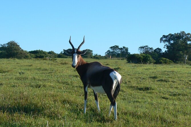 Kragga Kamma Game Park from Port Elizabeth - Who should book this safari?
