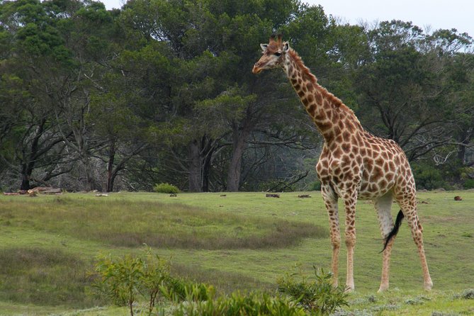 Kragga Kamma Game Park from Port Elizabeth - Leaving Port Elizabeth in an air-conditioned vehicle