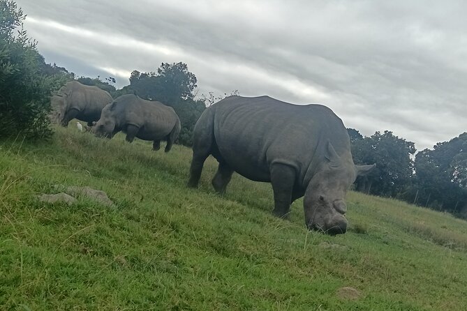 Kragga Kamma Game Park Safari Guided Tour in Port Elizabeth - Key points at a glance