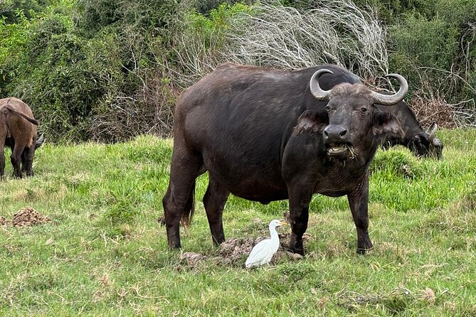 Kragga Kamma Game Park Safari Guided Tour in Port Elizabeth - Why Kragga Kamma works for a short safari
