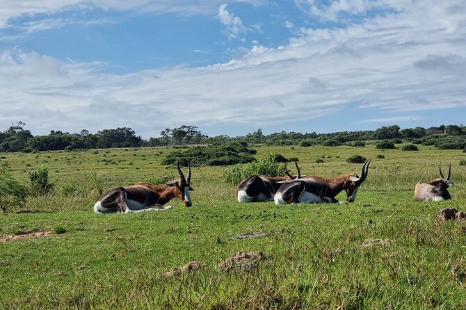Kragga Kamma Game Park Safari Guided Tour in Port Elizabeth - Giraffes give this tour a different angle