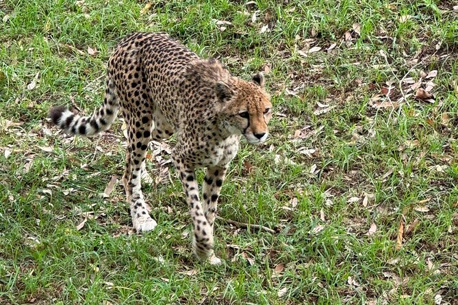 Kragga Kamma Game Park Safari Guided Tour in Port Elizabeth - A practical look at the three-hour itinerary
