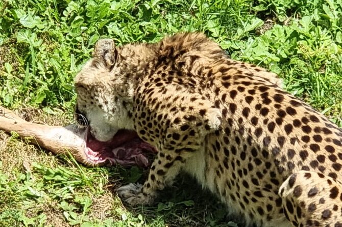 Kragga Kamma Game Park Safari Guided Tour in Port Elizabeth - Is $63.42 a fair price?