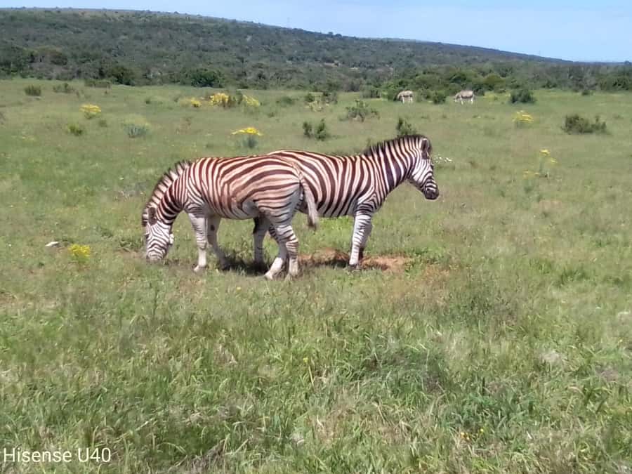 Kragga Kamma Safaris And Shore Excursions - Why Kragga Kamma works for a short Port Elizabeth stop