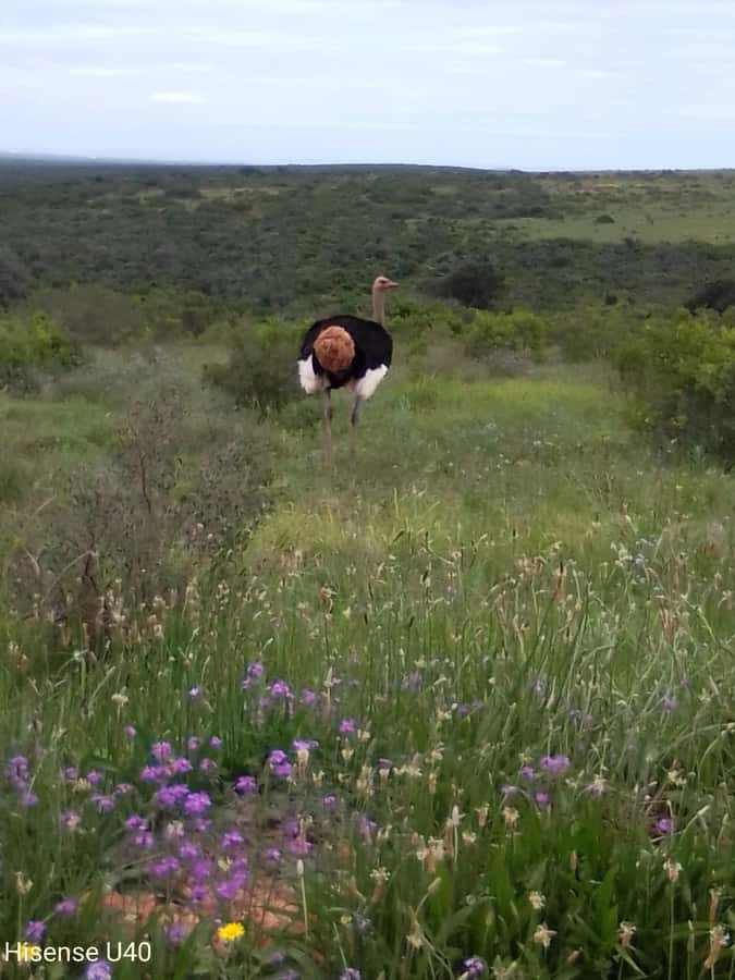 Kragga Kamma Safaris And Shore Excursions - Four hours among rhino, buffalo, and lion