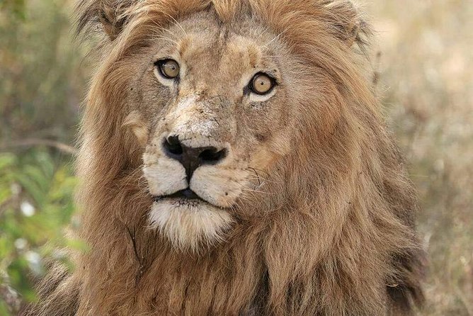 Kruger Lion Expedition with the Little Lionman Steve Kelly - Six things to know before booking