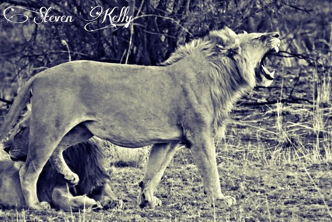 Kruger Lion Expedition with the Little Lionman Steve Kelly - Day 2: A four-hour lion walk near Skukuza