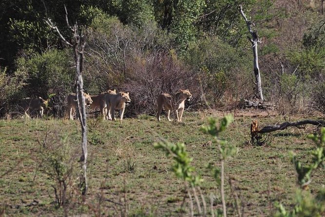 Kruger Lion Expedition with the Little Lionman Steve Kelly - Lower Sabie brings the first night drive