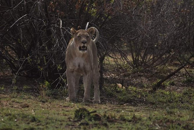 Kruger Lion Expedition with the Little Lionman Steve Kelly - Day 5: One last game drive and the road back