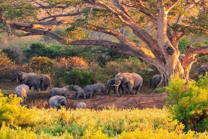 Kruger National Park. 2 Days Best Ever Safari from Cape Town - Why this short Kruger safari works