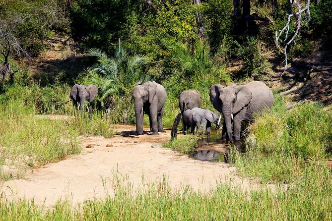 Kruger National Park. 2 Days Best Ever Safari from Cape Town - The long road from Johannesburg to Kruger