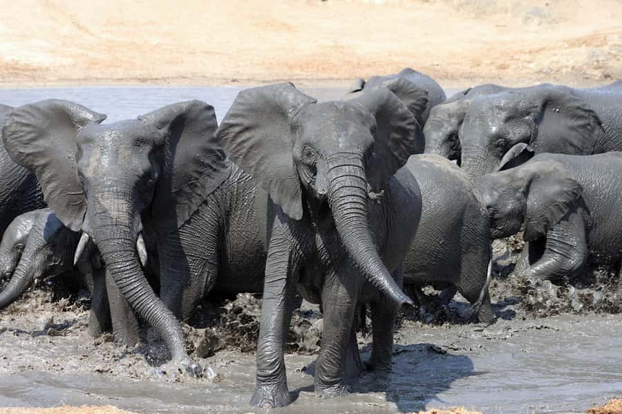 Kruger National Park: 3 Day Safari Tour - At a glance: what makes this safari useful