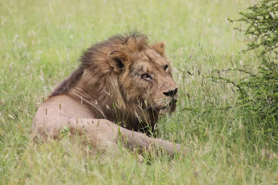 Kruger National Park: 3 Day Safari Tour - Day one: the long road to Hoedspruit
