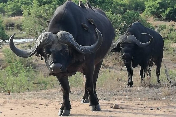 Kruger National Park 3 Days Best Ever Safari from Cape Town - Tembo Guest Lodge: useful base, modest atmosphere