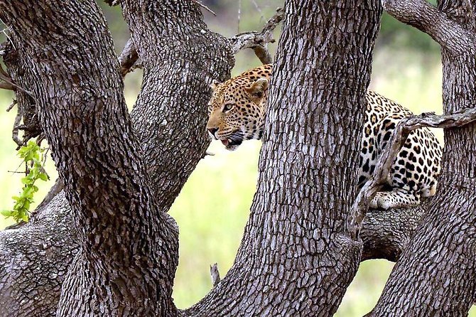 Kruger National Park 3 Days Best Ever Safari from Cape Town - Day 2: The full-day Kruger safari