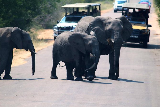Kruger National Park 3 Days Best Ever Safari from Cape Town - What the $1,899 price really buys