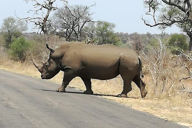 Kruger National Park 3 Days Best Ever Safari from Cape Town - Day 1: An afternoon safari near Kruger