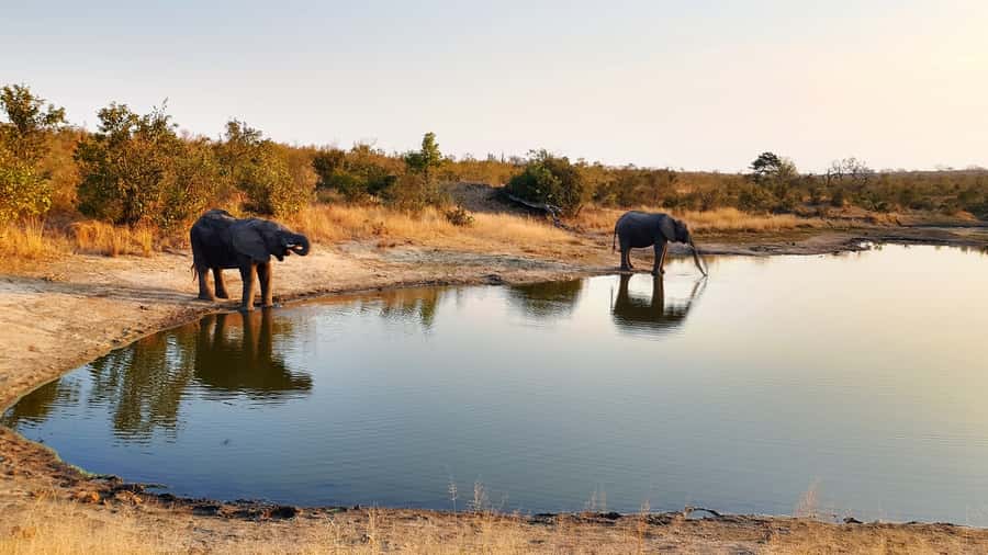 Kruger National Park: 3-Hour Walking Safari - Key points at a glance