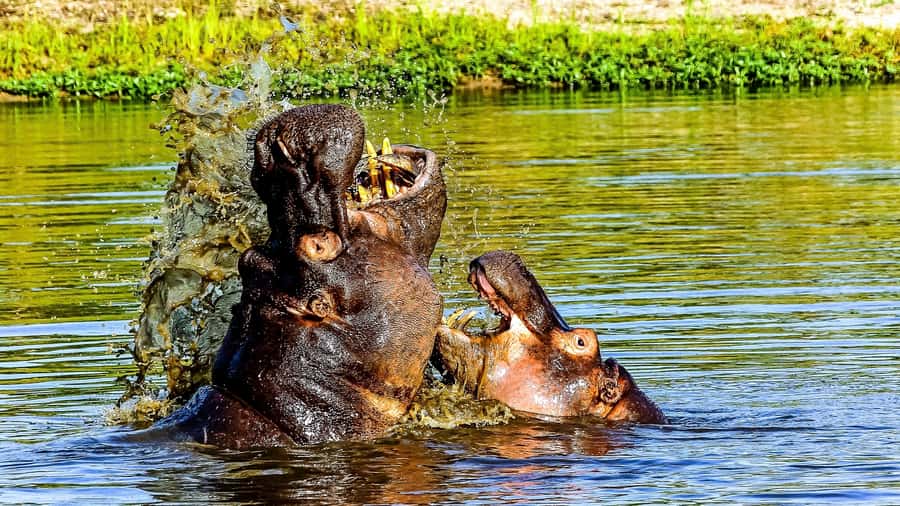 Kruger National Park: 3-Hour Walking Safari - Reading tracks instead of chasing animals