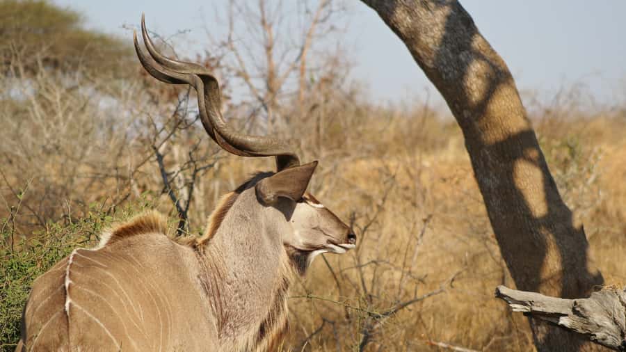 Kruger National Park: 3-Hour Walking Safari - Trees, flowers, and the useful side of the bush