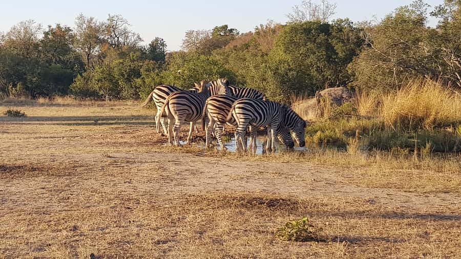 Kruger National Park: 3-Hour Walking Safari - The gate transfer and early morning timing