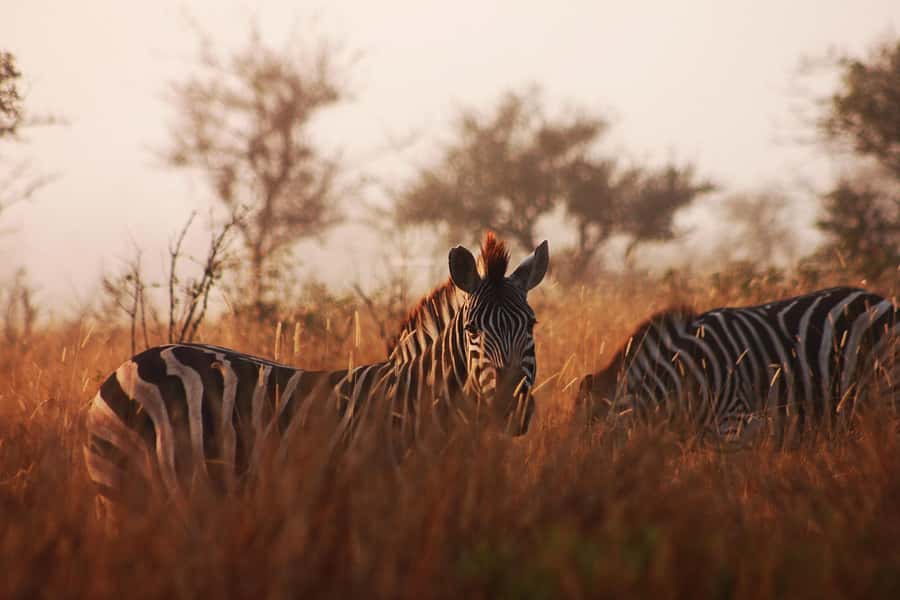 Kruger National Park - 4 Day Safari Tour - The trip at a glance