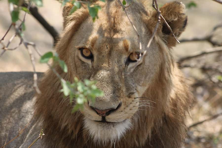 Kruger National Park - 4 Day Safari Tour - Rustic camp comfort and the social side