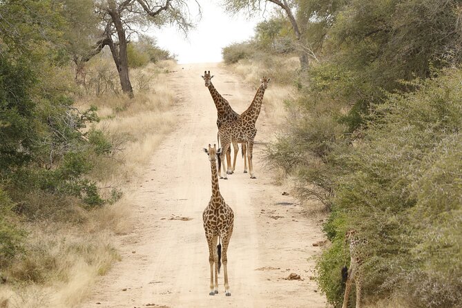Kruger National Park Afternoon Private safari - The guide can make or break a safari