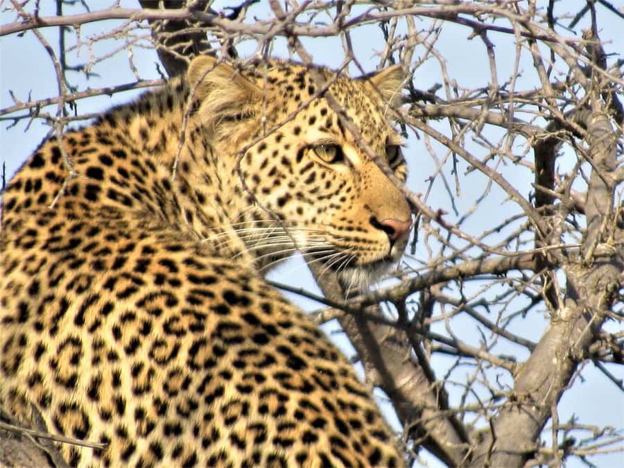 Kruger National Park Afternoon Safari - The Big Five question