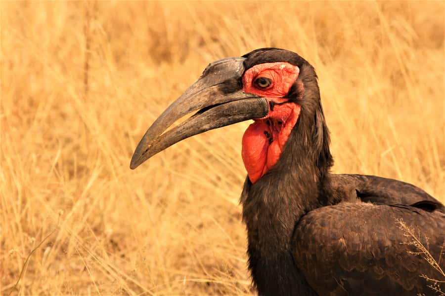 Kruger National Park Afternoon Safari - Time for photos, birds, and bush details