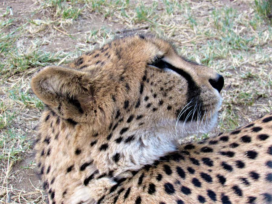 Kruger National Park Afternoon Safari - From Hazyview pickup to the park gate