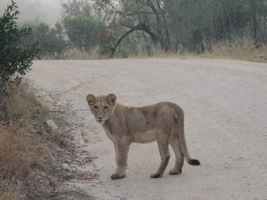Kruger National Park: Full-Day Game Drive with Pickup - Key points to know before you book