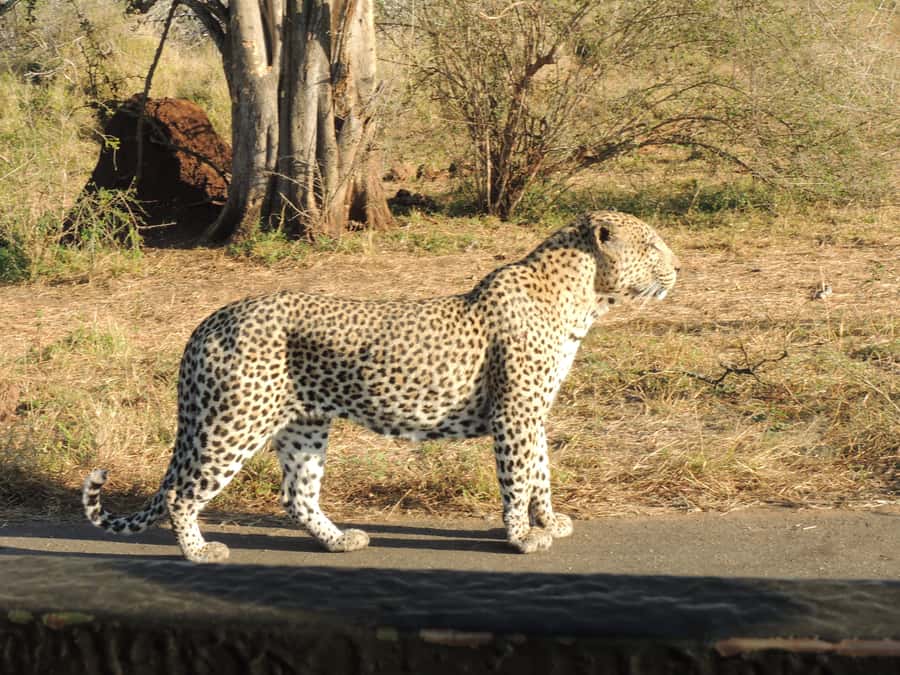 Kruger National Park: Full-Day Game Drive with Pickup - A full day gives Kruger room to unfold