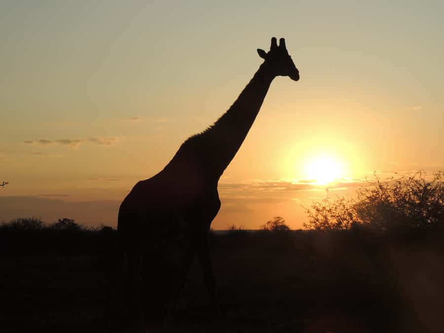 Kruger National Park: Full-Day Game Drive with Pickup - The morning search for elephants, lions, and smaller life
