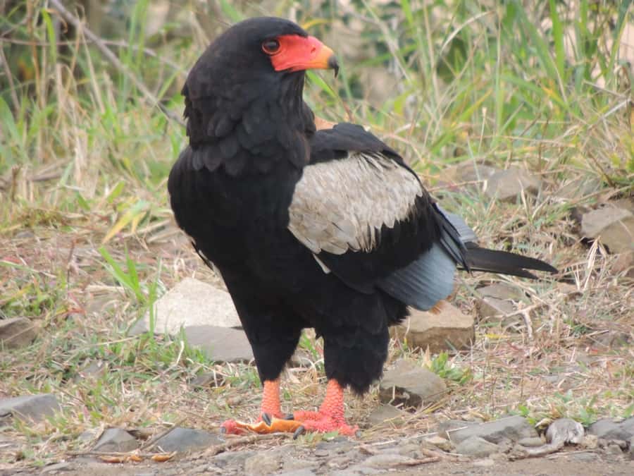 Kruger National Park: Full-Day Game Drive with Pickup - The Big Five goal, with a little realism