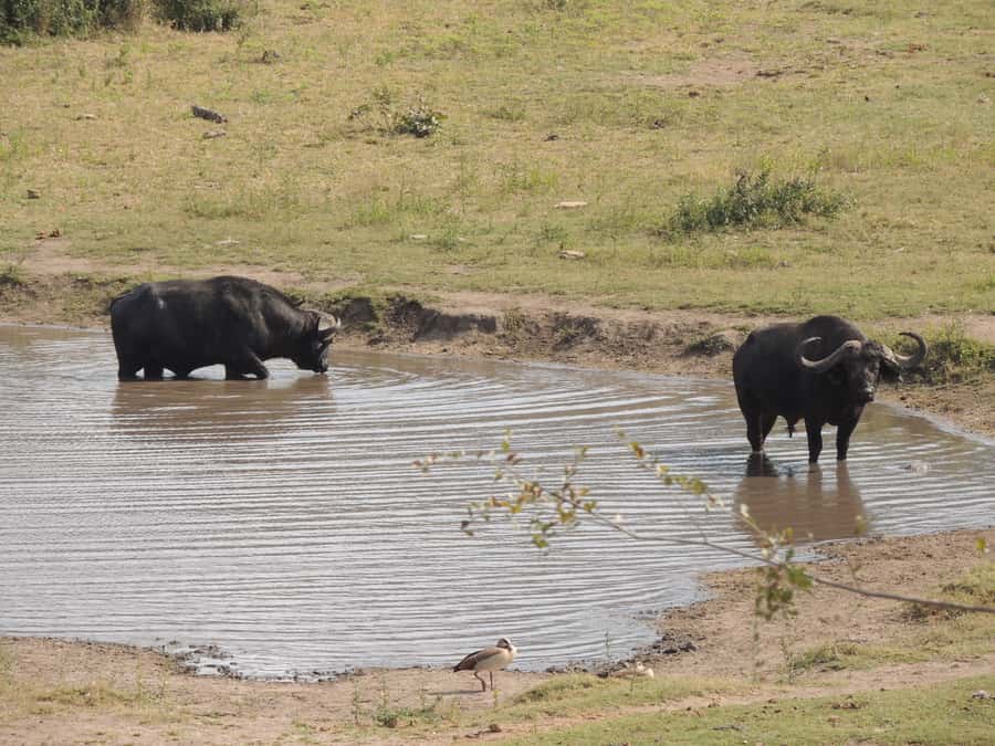 Kruger National Park: Full-Day Game Drive with Pickup - Breakfast and lunch at a Kruger rest camp
