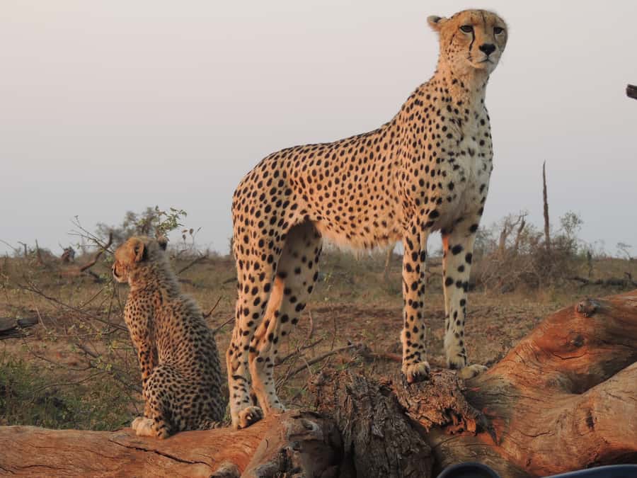 Kruger National Park: Full-Day Game Drive with Pickup - The guide can make or break the day