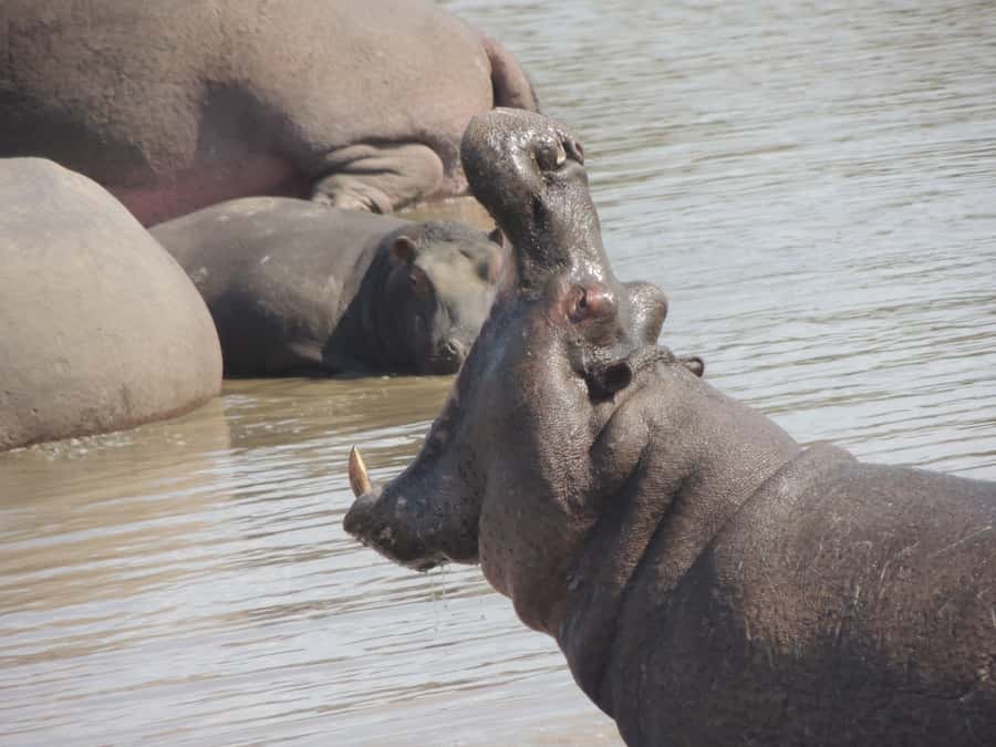 Kruger National Park: Full-Day Game Drive with Pickup - Cost and value at $109 per person