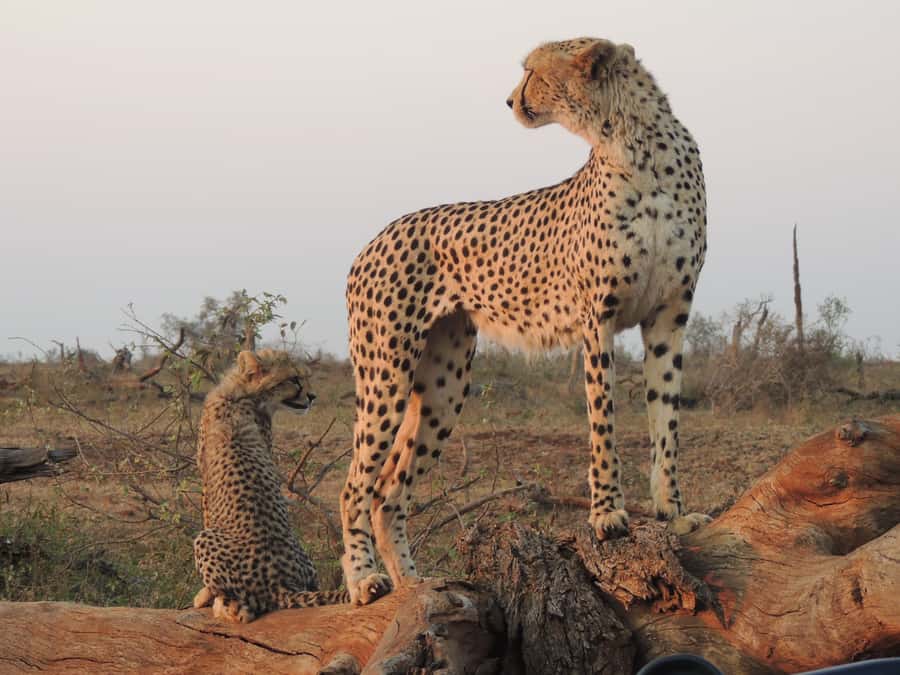 Kruger National Park: Full-Day Game Drive with Pickup - Weather, comfort, and what to pack