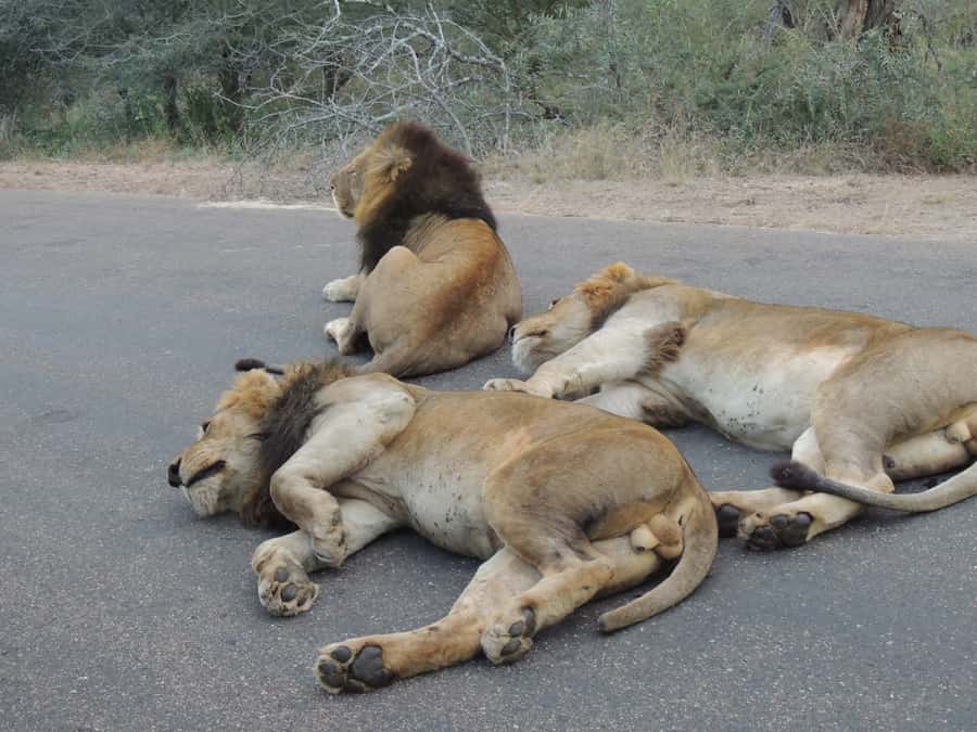 Kruger National Park: Full-Day Game Drive with Pickup - What the open safari vehicle feels like