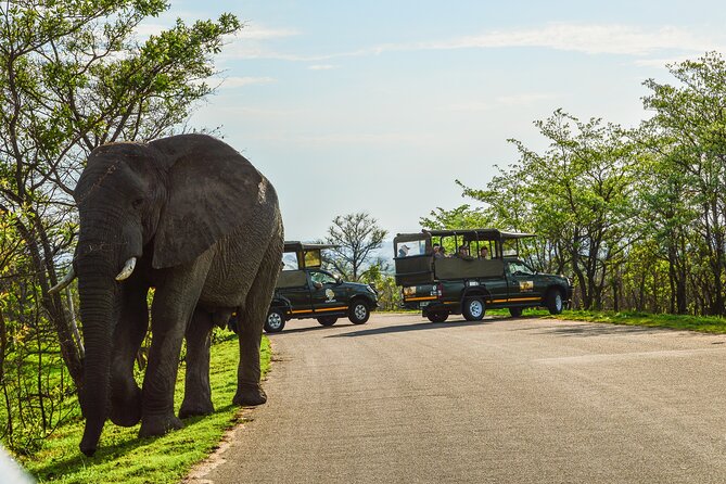 Kruger National Park Full Day Private safari - Why a private Kruger day matters