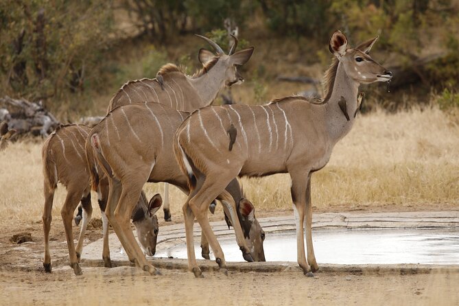 Kruger National Park Full Day Private safari - Breakfast at a rest camp