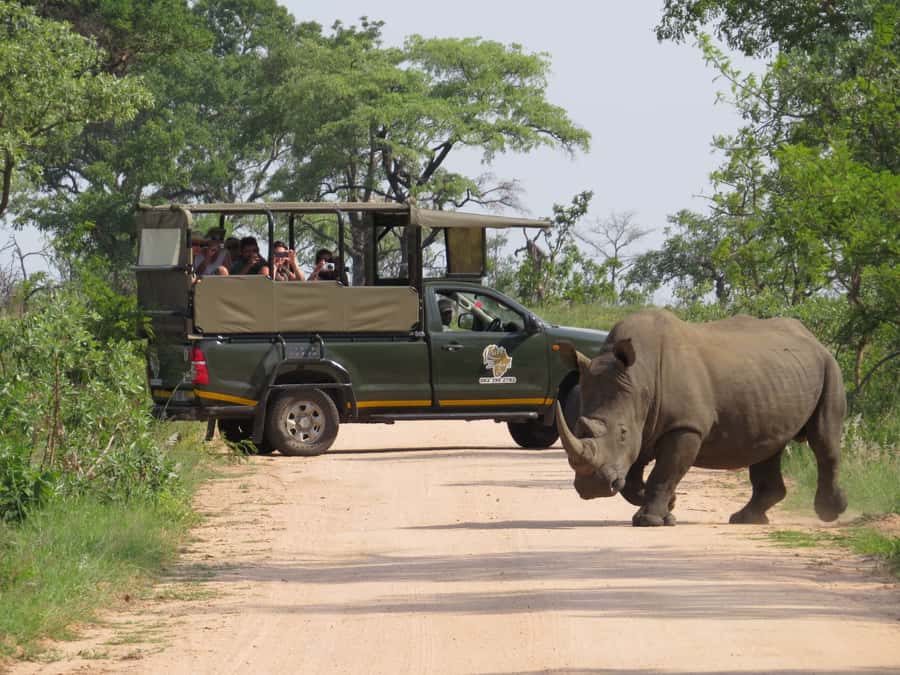 Kruger National Park: Full-Day Private Safari With Pickup - Why the early morning matters in Kruger