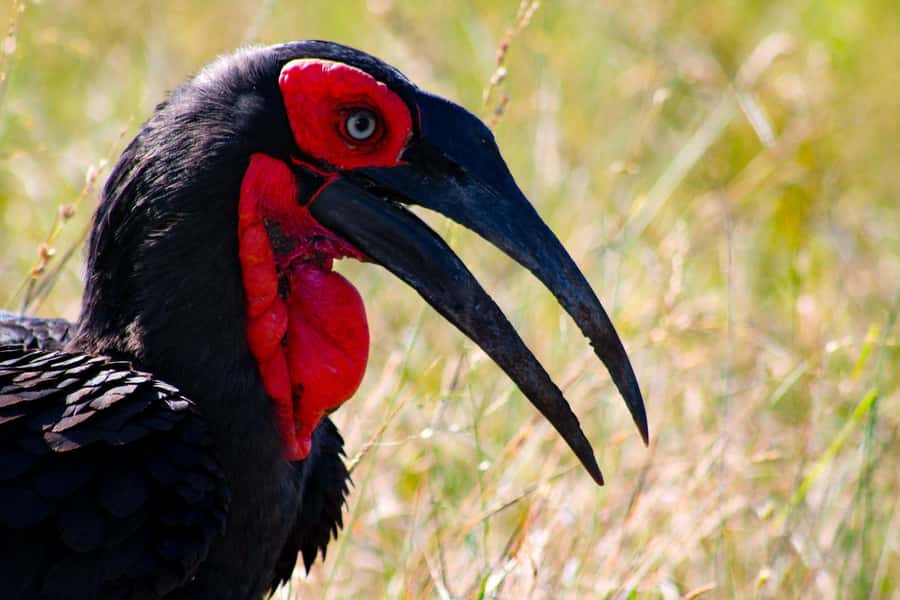 Kruger National Park Full-Day Safari - Who should book this safari?