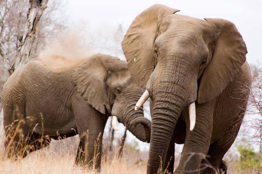 Kruger National Park Full-Day Safari - Why a full day in Kruger matters