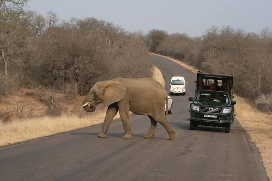 Kruger National Park Full-Day Safari - The open safari vehicle is part of the experience