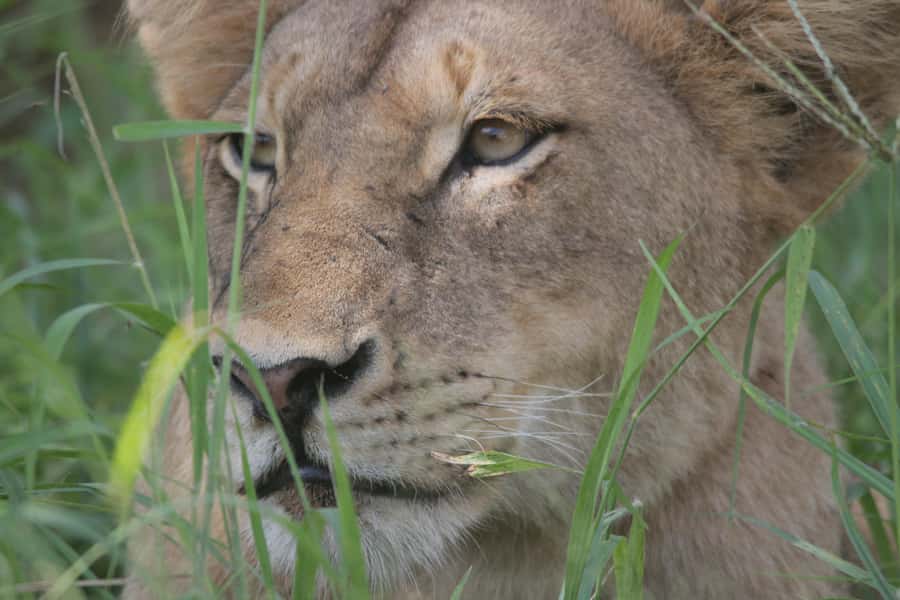 Kruger National Park Full-Day Safari - Morning wildlife search: the best chance for the Big Five