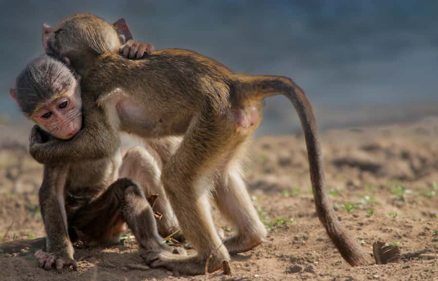 Kruger National Park Full-Day Safari - Guides make the difference between a drive and a safari