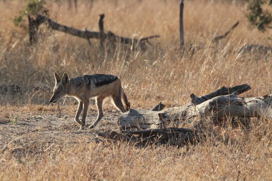 Kruger National Park Full-Day Safari - Midday sightings, heat, and the slower pace