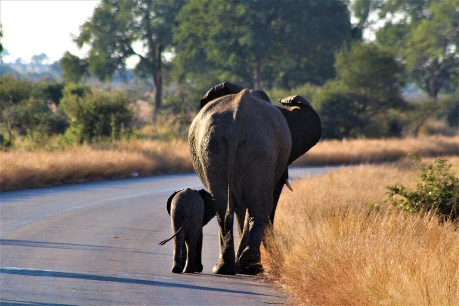 Kruger National Park Full-Day Safari - Historic traces beyond the animals
